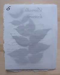 Diervilla locinera (Madeleine)