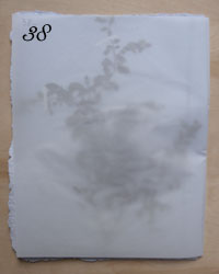 Spirea Vanhoutter (Thomas) - à compléter
