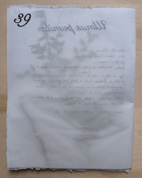 Ulmus pumila (Leyli)