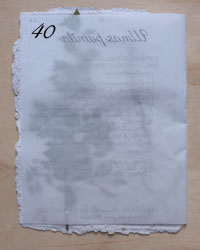 Ulmus pumila (Rosalee)